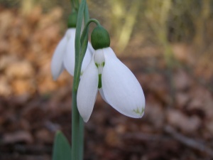 Galanthus elwesii 'Grumpy'